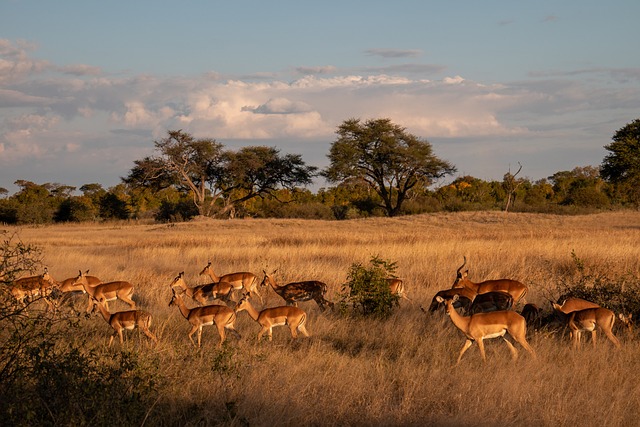 zimbabwe-landscape