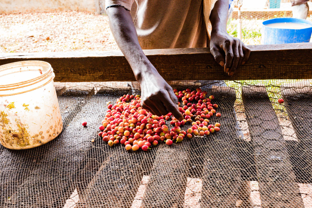 process-zimbabwe